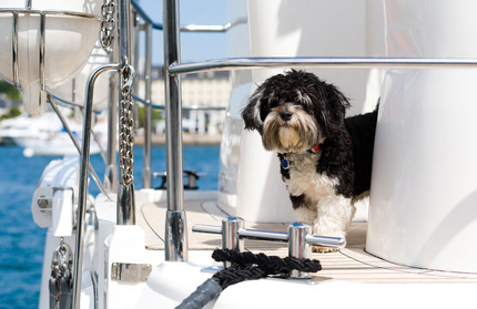 Hund auf Boot