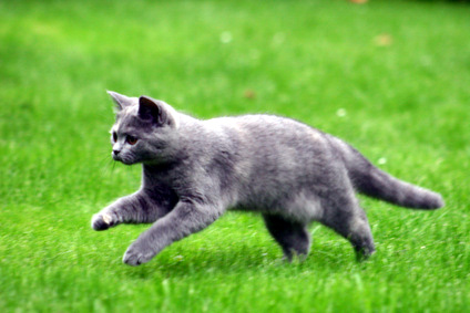 Katze rennt über eine Wiese