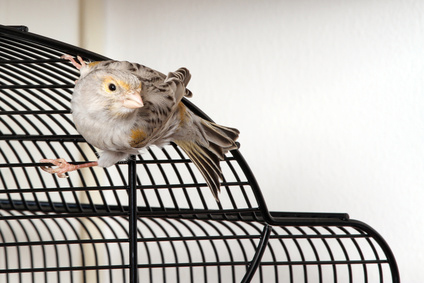 Vogel auf einem Käfig