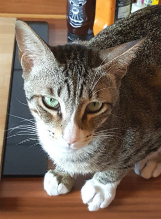 Arabian Mau