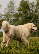 Kuvasz