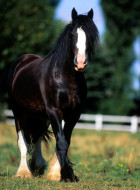Shire-Horse
