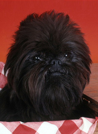 Affenpinscher