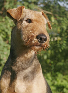 Airedale Terrier