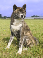 Akita