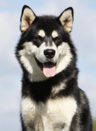 Alaskan Malamute