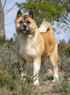 American Akita