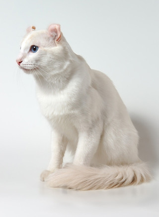 American Curl
