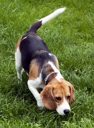 American Foxhound