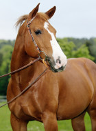 American Quarter Horse