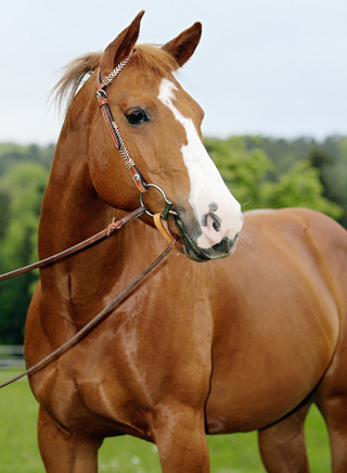 American Quarter Horse