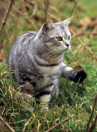 American Shorthair