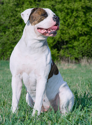 American Bulldog