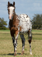 Appaloosa