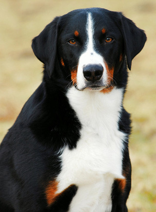 Appenzeller Sennenhund