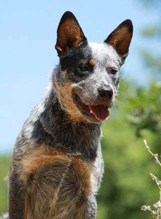 Australian Cattle Dog