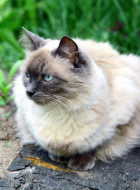Balinese Katze