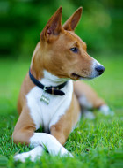 Basenji