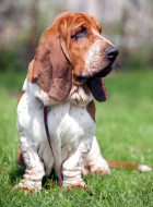 Basset Hound