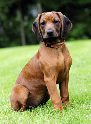 Bayerischer Gebirgsschweißhund