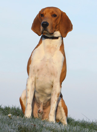 Beagle-Harrier