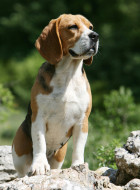 Beagle