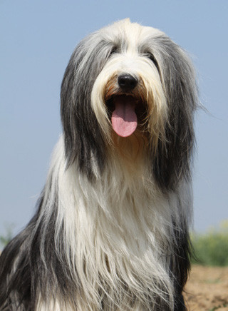 Bearded Collie