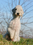 Bedlington Terrier