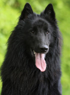 Belgischer Schäferhund