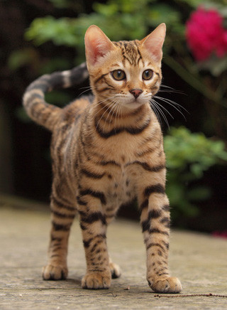 Bengal Katze