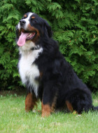 Berner Sennenhund