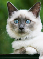 Birma Katze
