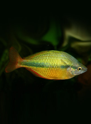Blehers Regenbogenfisch