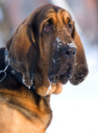 Bloodhound