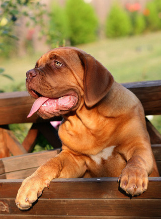 Bordeauxdogge