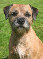 Border Terrier