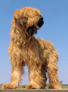 Briard