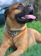 Bullmastiff