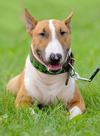 Bull Terrier