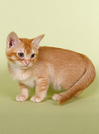 Burmilla