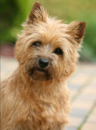 Cairn Terrier