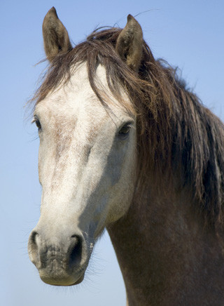 Camargue