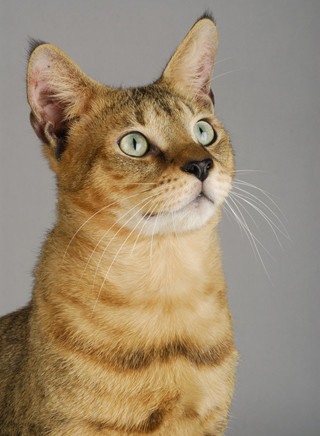 Chausie