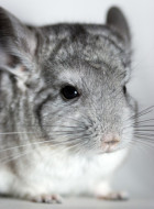 Chinchilla