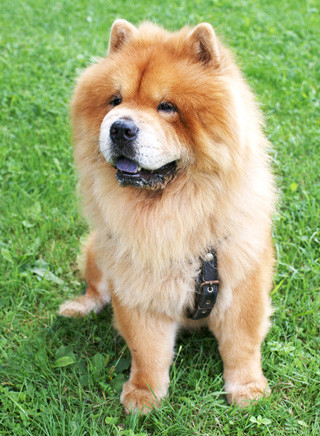 Chow-Chow