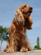 Cocker Spaniel