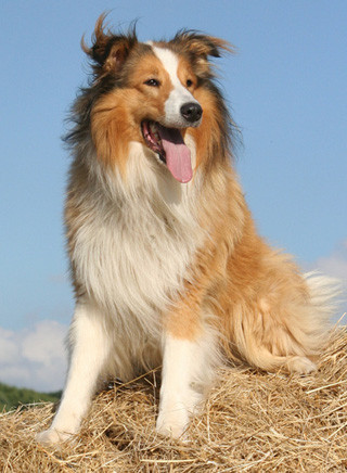 Collie