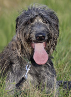 Deerhound