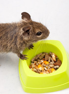 Degu