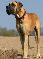Deutsche Dogge